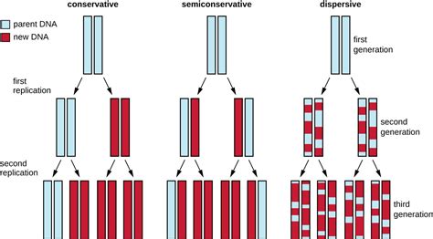 3 models of dna replication.